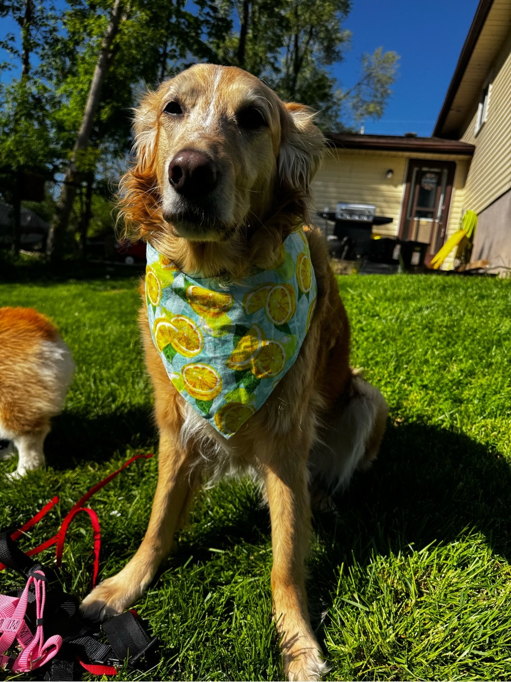 Lemon Print Bandana - Yellow/Green